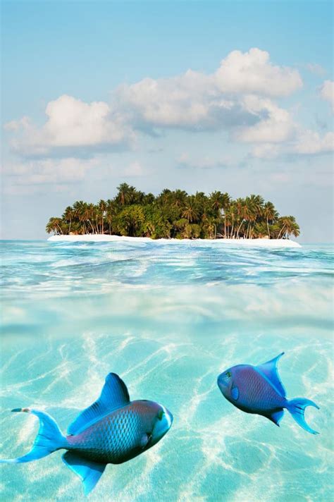 Shot Of Fish On Sand Sea Floor And Palm Island Stock Image Image Of