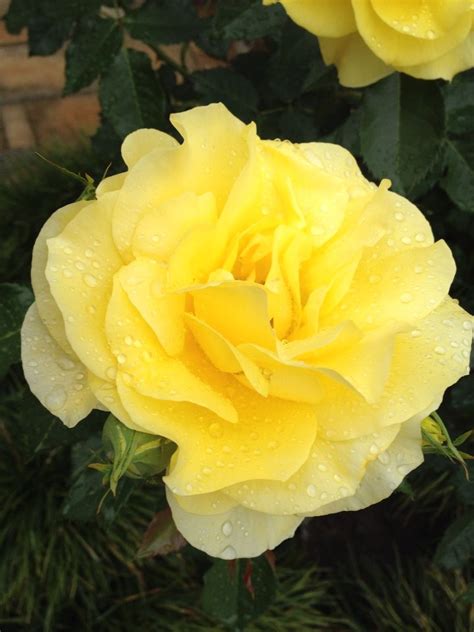 Beautiful And Fragrant Gold Bunny Rose From My Garden After A Rain Shower