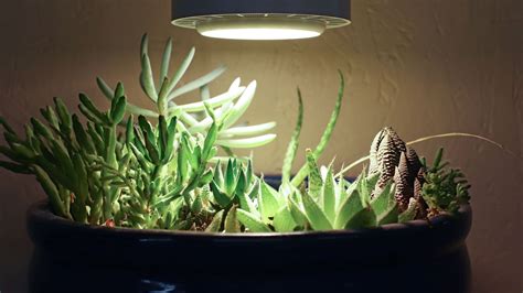 Succulent Grow Light Recommendations Best Grow Lights Grow Lights