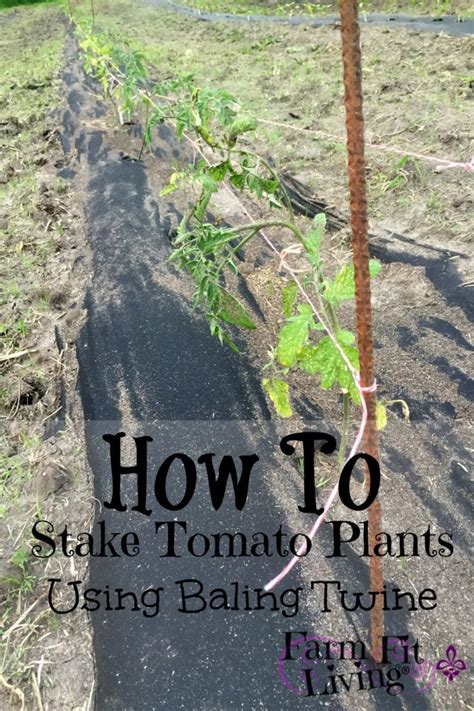 Stake Young Tomato Plants Using Baling Twine Farm Fit Living