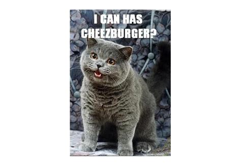 Cheezburger Cats