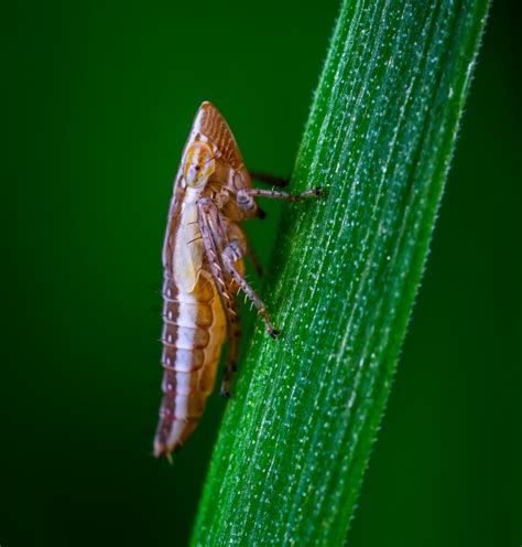 Scientists Thrilled To Discover New Species Of Leafhopper Found In Uganda Nature World News