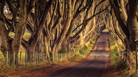 The Dark Hedges Der Königsweg Game Of Thrones Touren Location