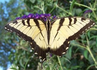 Eastern Tiger Swallowtail Papilio Glaucus Douglas County Flickr