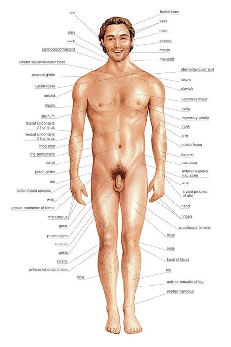 Male Superficial Anatomy Photograph By Asklepios Medical Atlas Fine