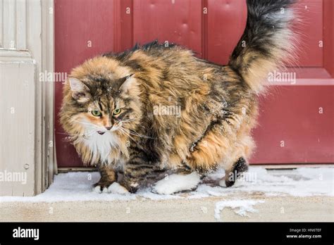 Angry Calico Maine Coon Cat With Green Eyes Meowing Standing Outside By