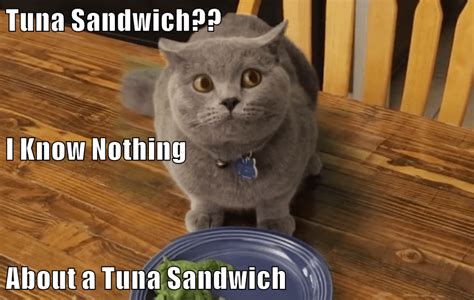 Tuna Sandwich Lolcats Lol Cat Memes Funny Cats Funny Cat