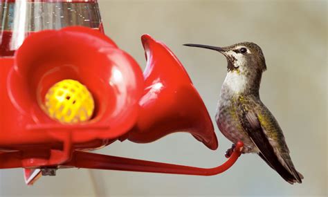 Helping Hummingbirds Feeding Hummingbirds Properly Wildlife Rescue
