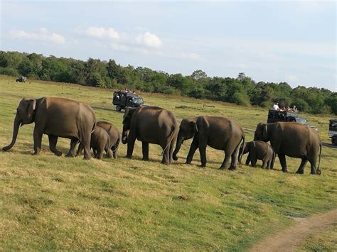 Private Tour Kaudulla Nationalpark Safari 2021 Anuradhapura