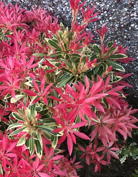 Pieris Japonica Flaming Silver PictureThis