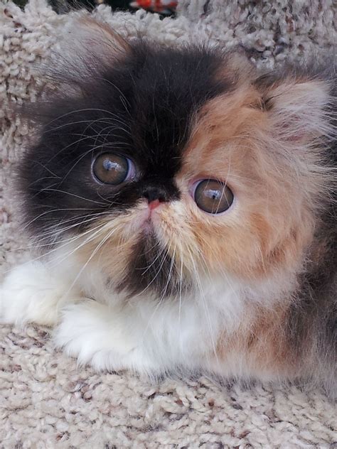 Long Haired Calico Kittens For Sale In Texas Good Inside Forum Slideshow