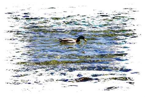 Duck In Water Free Stock Photo Public Domain Pictures