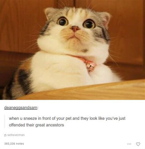20 Cat Posts On Tumblr That Are Impossible Not To Laugh At Bored Panda
