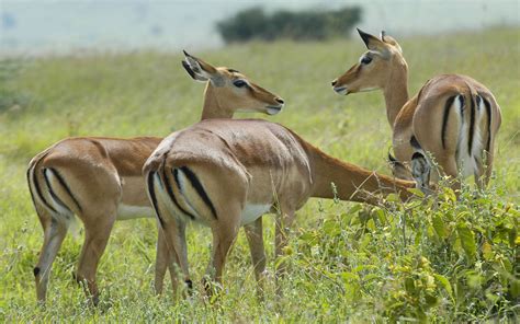 Animals Impala In The Savannah With Grass Nairobi National Park Kenya