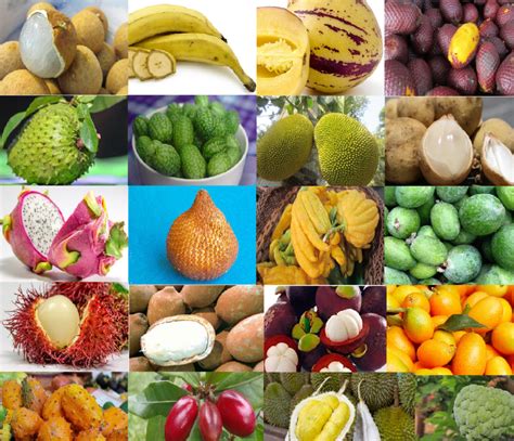 20 Exotic Fruits You Must Try at Least Once - SAFIMEX JSC