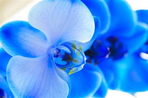 I fiori di malva sono particolarmente utilizzati per miscele di tè e infusi. I fiori azzurri più belli da conoscere per tutte le stagioni