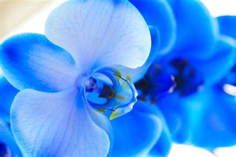 La soluzione per la definizione fiore blu violetto è stata trovata nel nostro motore di ricerca. I fiori azzurri più belli da conoscere per tutte le stagioni