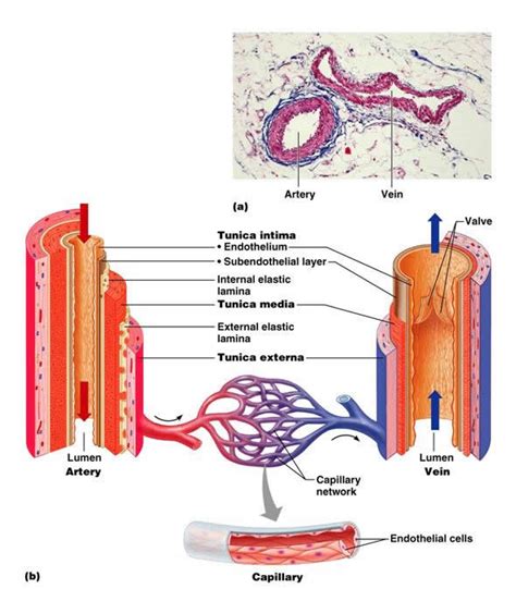 The Cardiovascular System Blood Vessels Anatomy And Physiology
