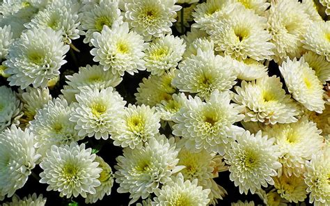 Chrysanthemums Flowers Nature White Hd Wallpaper Peakpx