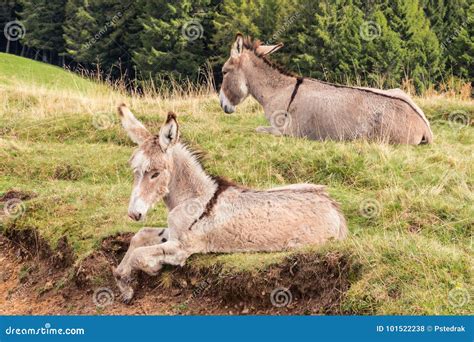 Gray Jenny Donkey With Foal Resting On Meadow Stock Photo Image Of
