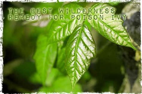The Best Wilderness Remedy For Poison Ivy Poison Ivy Remedies