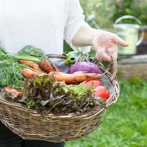Obst und Gemüse Übersicht von A bis Z
