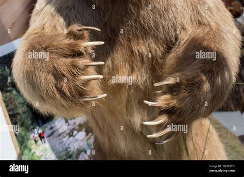 Sharp Claw Claws Hi Res Stock Photography And Images Alamy