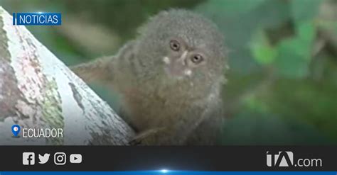 Nueva Especie Del Mono Más Pequeño Del Mundo Fue Encontrada En Ecuador