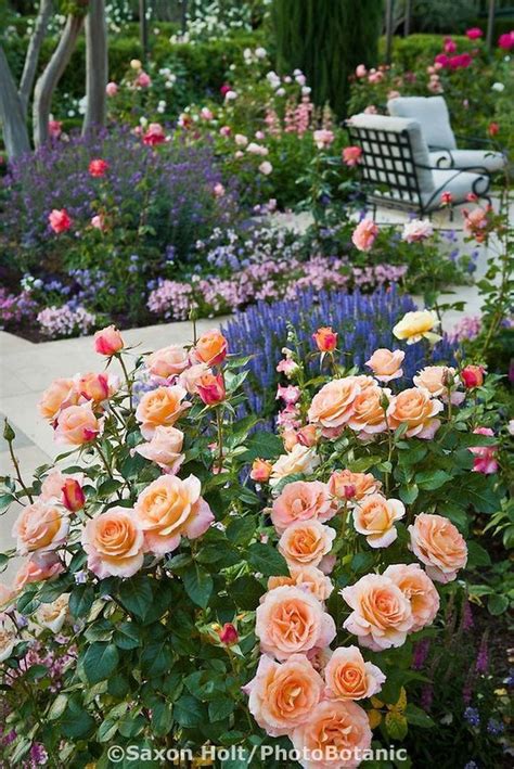 Most Recent No Cost Rose Garden House Strategies Rose Care Is A Lot
