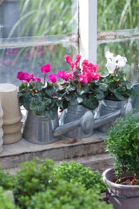 30 Neat And Beautiful Self Watering Window Box Tuincontainers Tuin