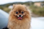 Pomeranian-Welpen: Alles Wissenswerte zum Thema | The Dog People by ...