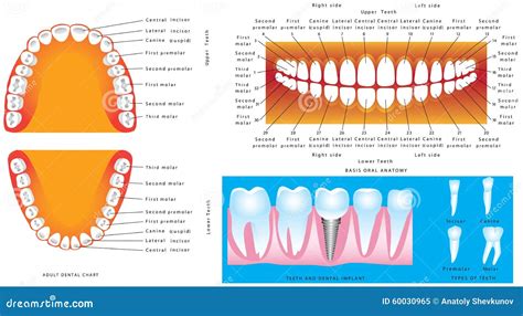 Anatomy Of Teeth Stock Vector Image 60030965