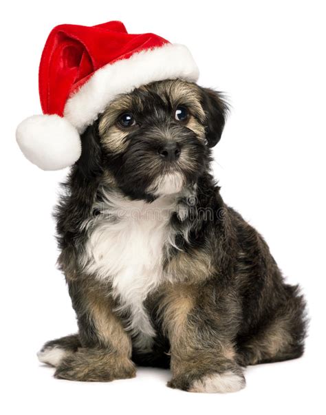 Cute Christmas Havanese Puppy Dog With A Santa Hat Stock Photo Image Of Bichon Cool 27088482