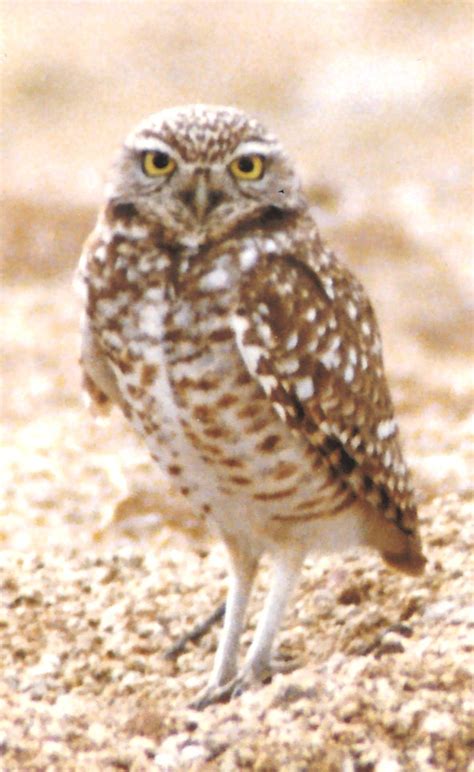 Burrowing Owl Stops By Cloudy Days And Microscopes Cloudy Nights