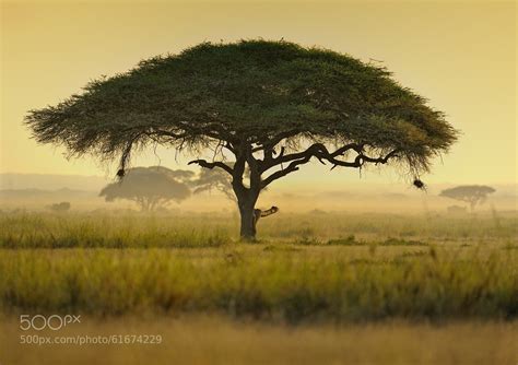 Photograph Umbrella Acacia Tree Kenya East Africa By Diana Robinson
