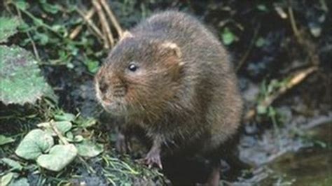 Hundreds Of Water Voles Released Near Llangorse Lake Bbc News