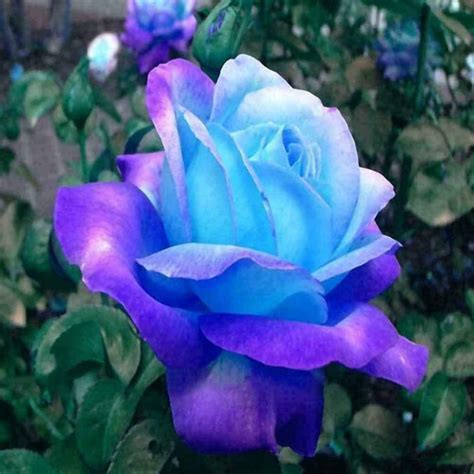 Mystic Blue Pink Color Rose Bush Flower Garden Home Planting Etsy