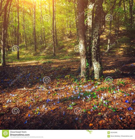 Autumn Forest With Flowers At Sunset Beautiful Landscape