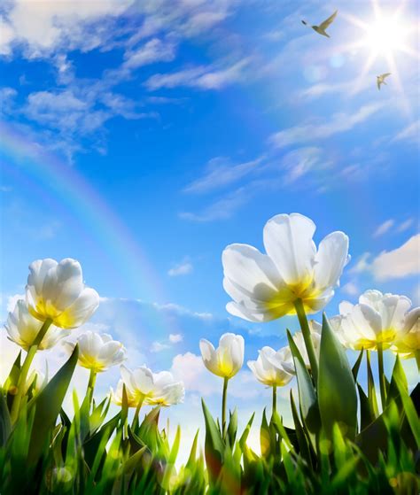 春季自然花朵风景图片百合花与水滴花素材高清图片摄影照片寻图免费打包下载