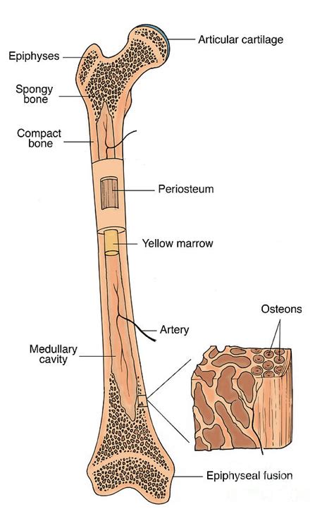 Illustration Of Bone Structure 9 Photograph By Science Source Pixels