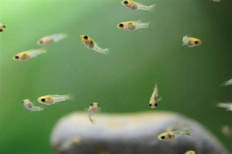 Baby Guppies And Mollies In Telford Shropshire Gumtree