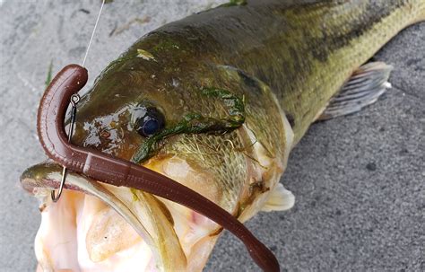 5 Largemouth Bass Baits Guaranteed To Land Big Bass Monsterbass