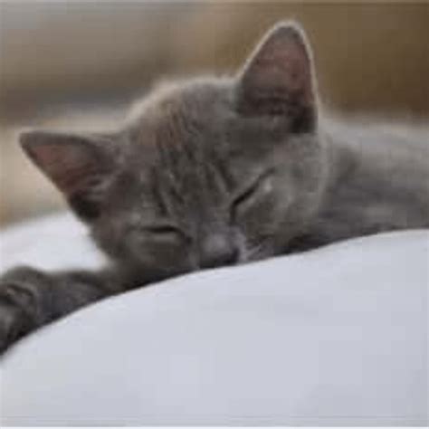 Cat Sleeping Positions When Sick My Pet Blog