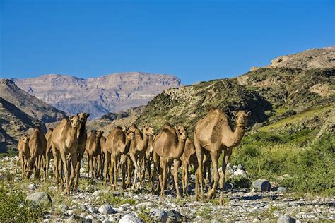 Salalah Travel Dhofar Oman Lonely Planet