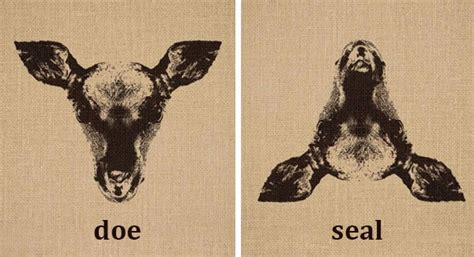 Optical Illusion Animals Become Completely Different
