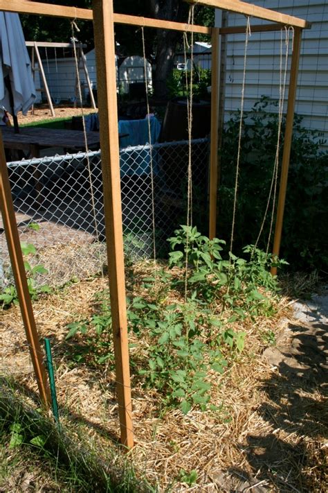Growing Tomatoes On A Trellis System The New Home Economics