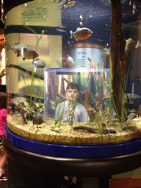 Tennessee State Aquarium Nashville Fun For Families