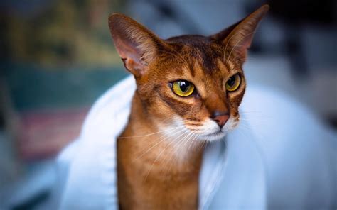 Abyssinian Cat Wallpaper High Definition High Quality Widescreen