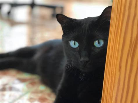 black cat eyes  beautiful colors  mini panther