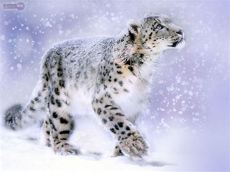 Cool Snow Leopard Wallpapers Top Free Cool Snow Leopard Backgrounds